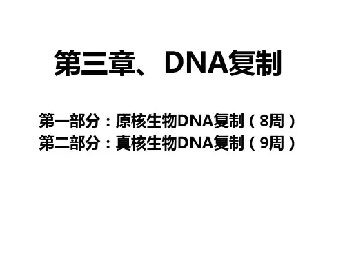 3.DNA复制