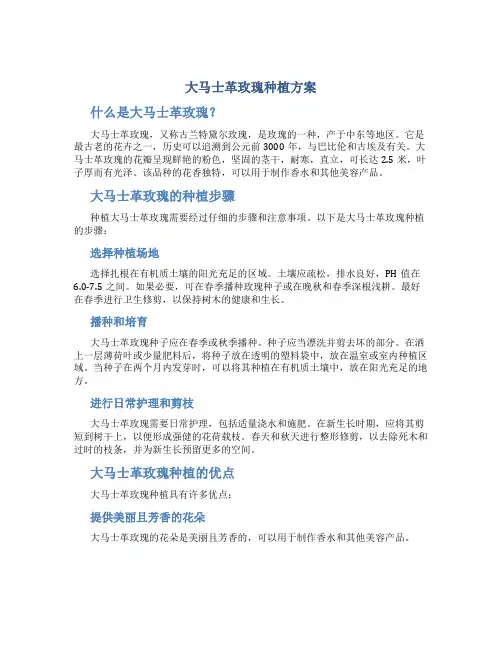 大马士革玫瑰种植方案