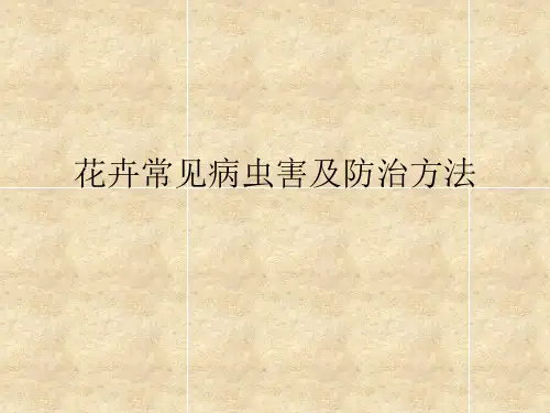 花卉常见病虫害及防治方法