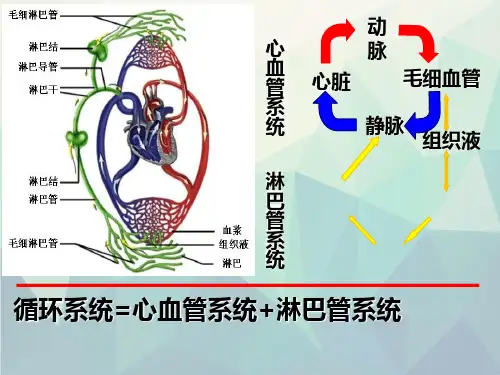 组织学与胚胎学课件循环系统