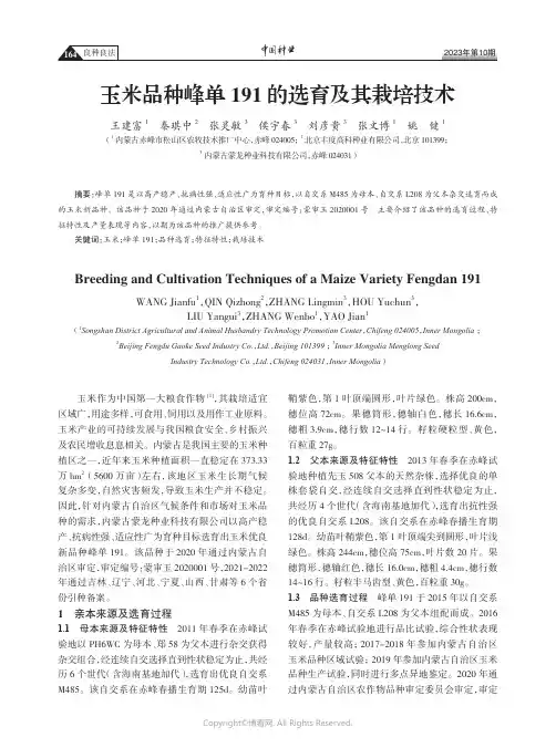 玉米品种峰单191的选育及其栽培技术