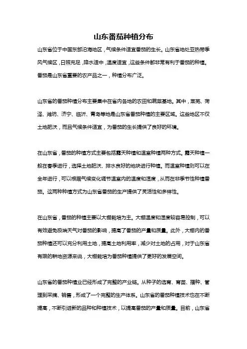 山东番茄种植分布