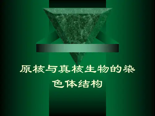 D 原核与真核生物的染色体