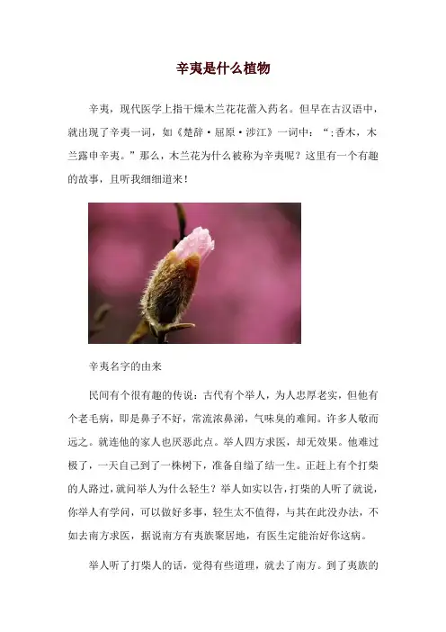 辛夷是什么植物