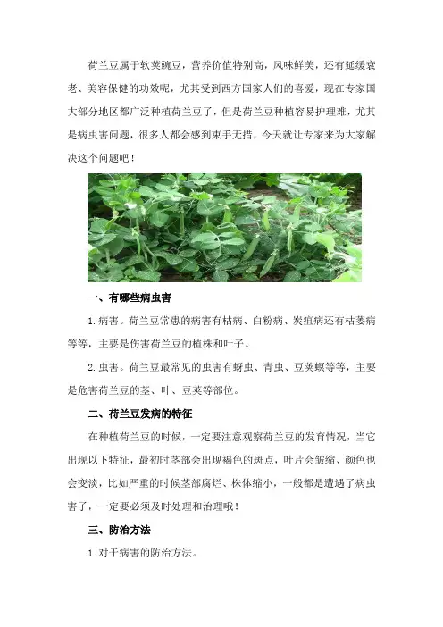 荷兰豆的病虫害防治