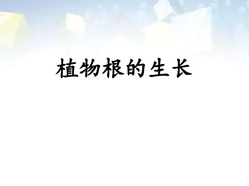 《植物根的生长》PPT 图文