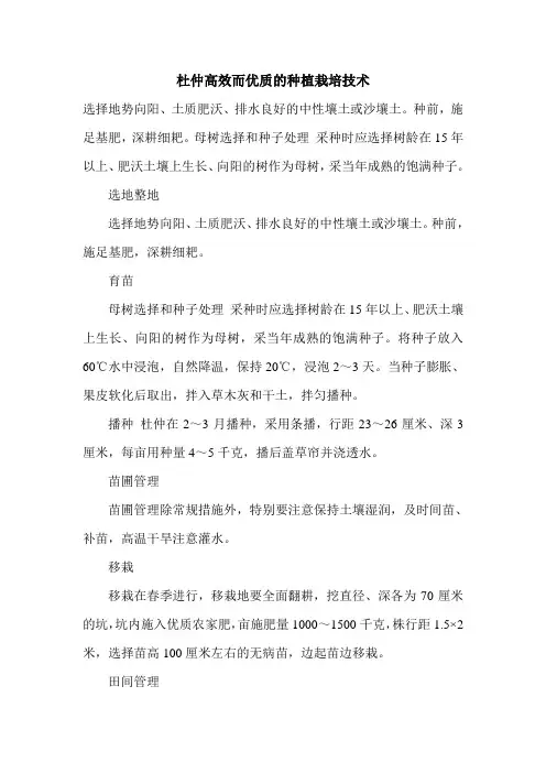 杜仲高效而优质的种植栽培技术