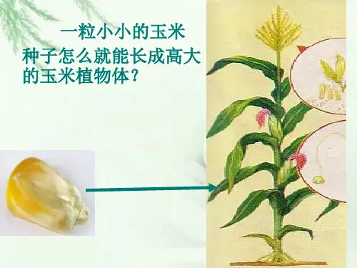 初中生物北京版七年级上册第三章第一节 细胞 课件(21张PPT)