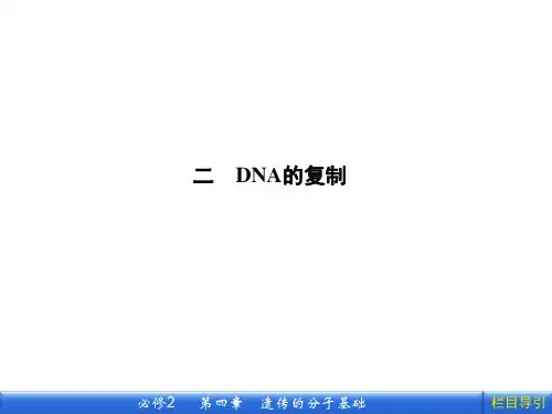 《DNA分子的结构和复制》课件5