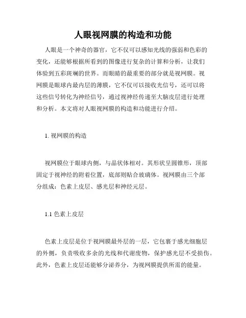 人眼视网膜的构造和功能