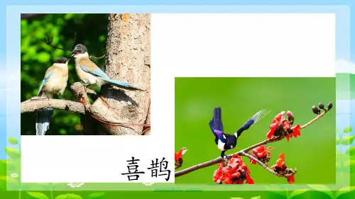 9枫树上的喜鹊课件(共33张PPT)