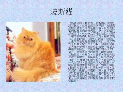 猫咪介绍精品