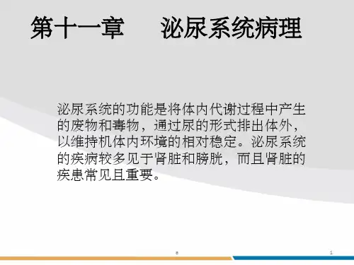 《泌尿系统病理》PPT课件