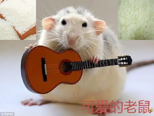 老鼠常识PPT课件
