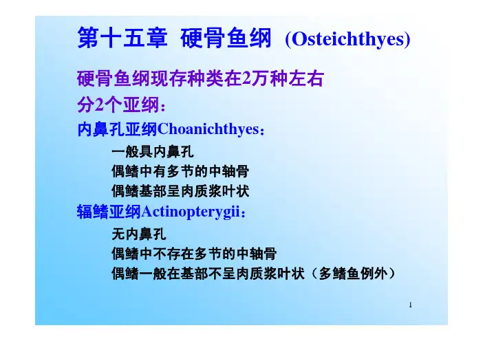 鱼类学：第十五章 硬骨鱼纲 (Osteichthyes)