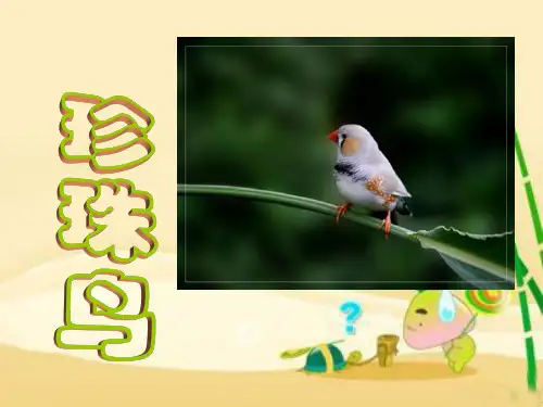 珍珠鸟教学课件(共59张PPT)