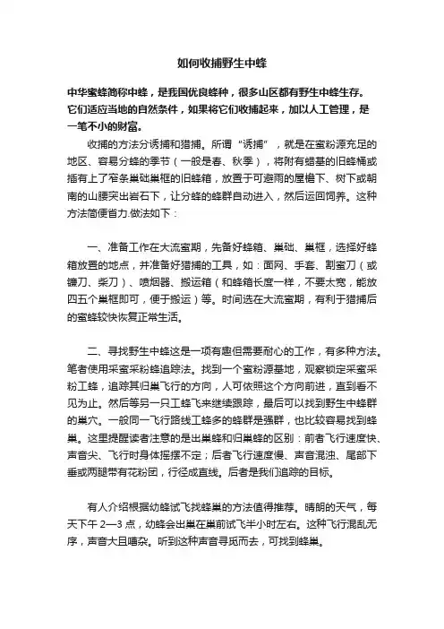 如何收捕野生中蜂