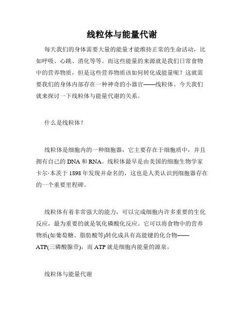 线粒体与能量代谢