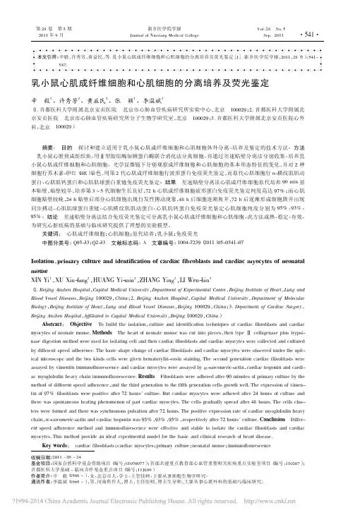 乳小鼠心肌成纤维细胞和心肌细胞的分离培养及荧光鉴定_辛毅