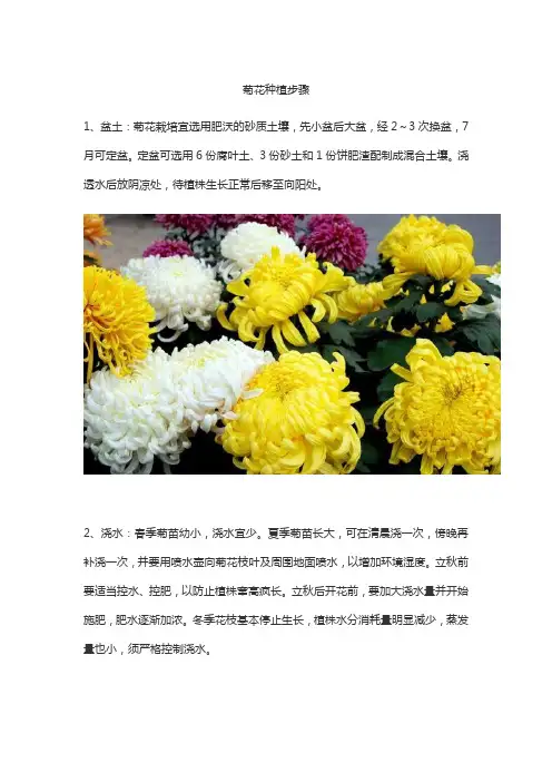 菊花种植步骤