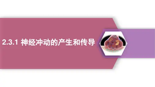 神经冲动的产生和传导第1课时课件-高二生物人教版选择性必修1