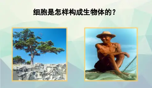 人教版七年级生物上册223《植物体的结构层次》课件(共42张PPT)