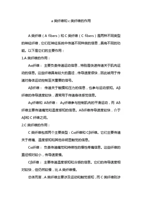 a类纤维和c类纤维的作用