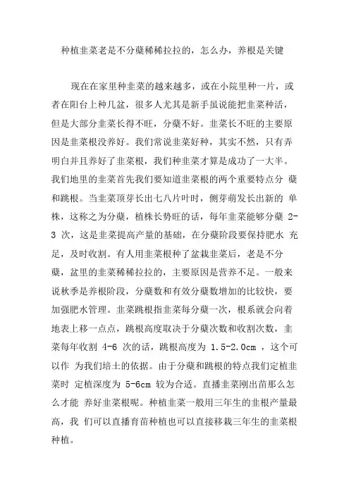 种植韭菜老是不分蘖稀稀拉拉的,怎么办,养根是关键
