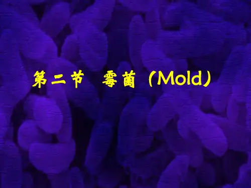 微生物学-第三章2霉菌