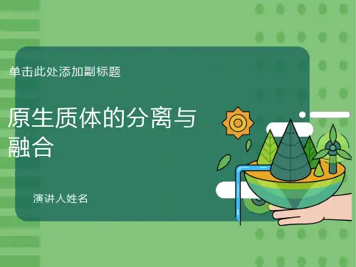 原生质体的分离与融合