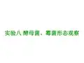 碘液浸片来观察酵母菌的形态和出芽生殖方式