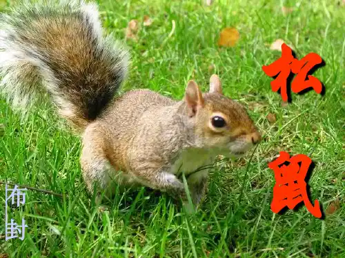 松鼠ppt完美版课件