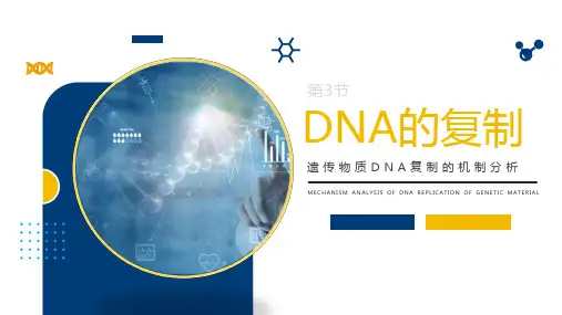 高中生物人教版(2019)必修二3.3DNA的复制(共17张ppt)