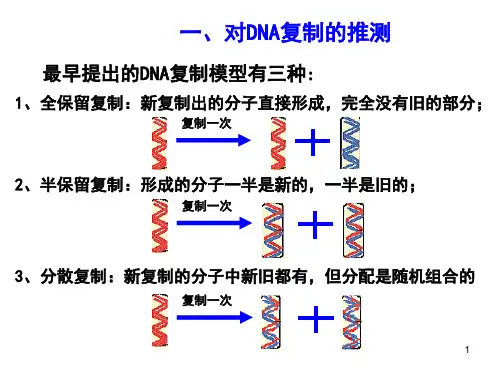 DNA分子的复制.ppt