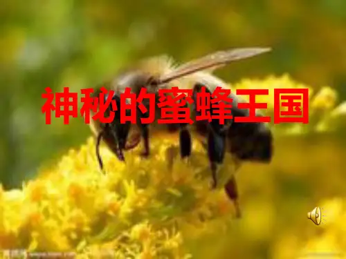 信息技术《神秘的蜜蜂王国》课件
