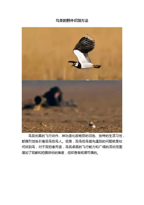 鸟类的野外识别方法