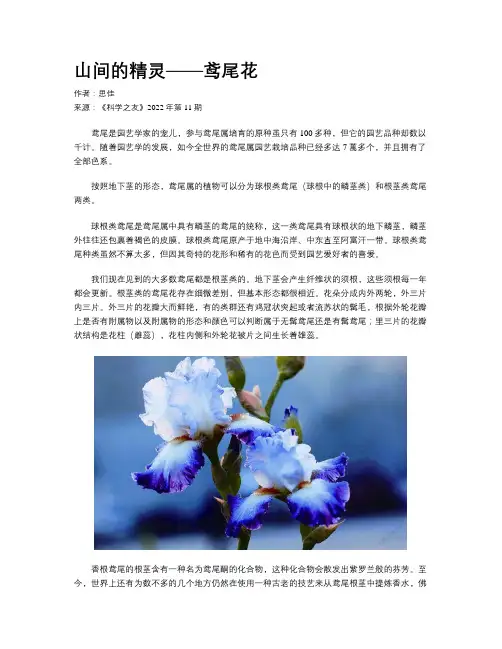山间的精灵——鸢尾花