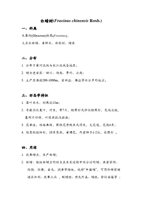 白蜡树