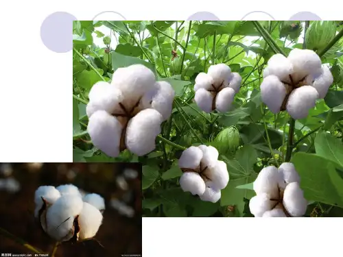 纺织材料学-植物纤维