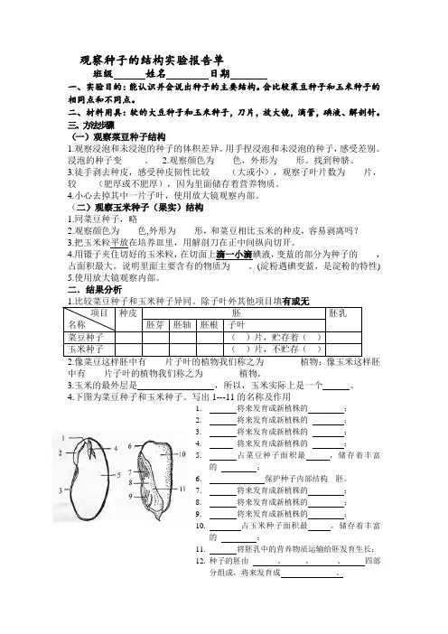 观察种子的结构实验报告 2