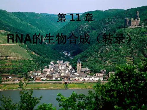转录ppt(共66张PPT)