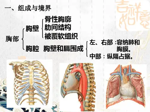 胸部解剖-解剖学课件