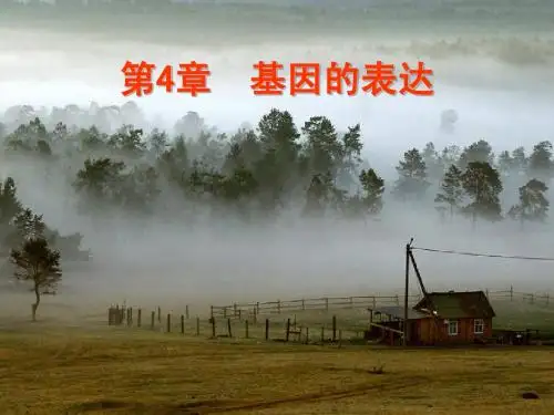 《基因的表达》PPT课件