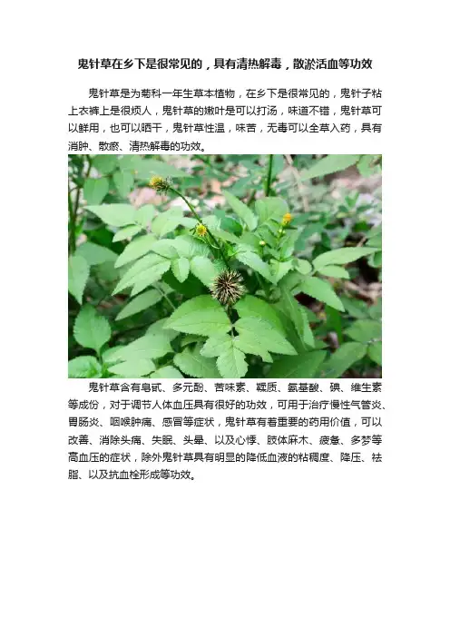 鬼针草在乡下是很常见的，具有清热解毒，散淤活血等功效