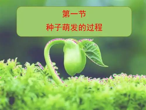 种子萌发的过程课件(冀教版)