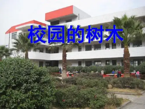 《校园的树木》植物PPT课件2 (共7张PPT)