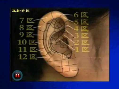 医学专题耳穴定位图与作用