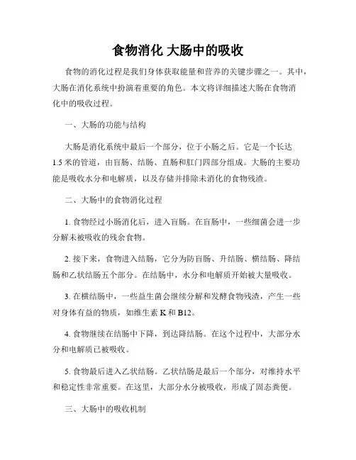 食物消化 大肠中的吸收