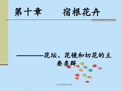 花卉学宿根花卉课件