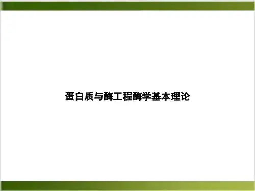 蛋白质与酶工程酶学基本理论课件ppt1